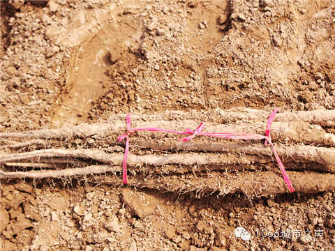 工人們挖好的山藥，整齊地躺在田地上