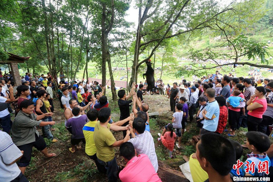 黃牛被侗族村民合力吊在樹上。譚凱興 攝