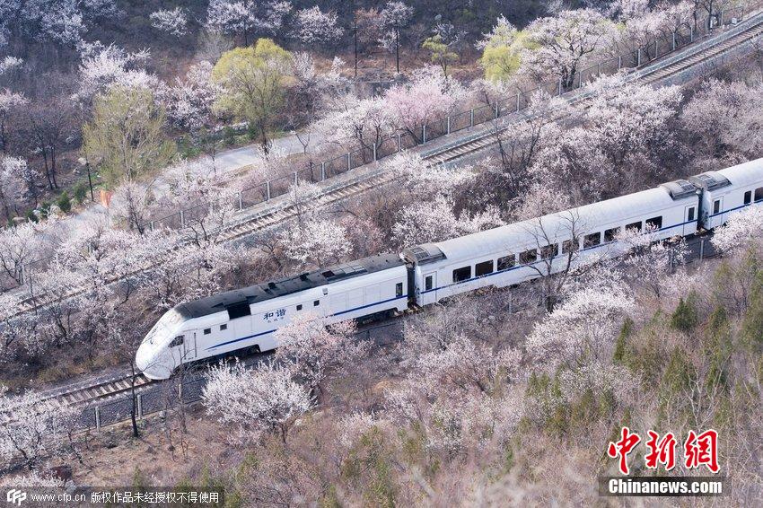 和諧號列車穿越居庸關花海 被贊開往春天的列車