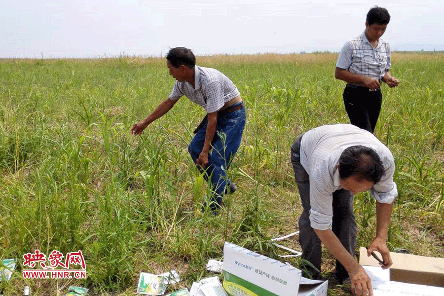 村民在撿拾散落的農(nóng)藥袋，身后是被毀的玉米。