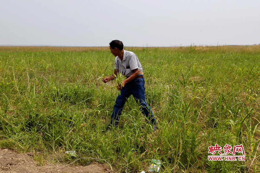 被農(nóng)藥摧毀的玉米。