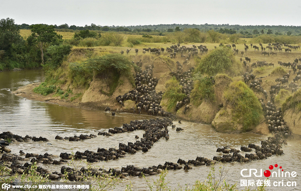當(dāng)?shù)貢r(shí)間2015年9月4日，肯尼亞馬賽馬拉，角馬大遷徙。