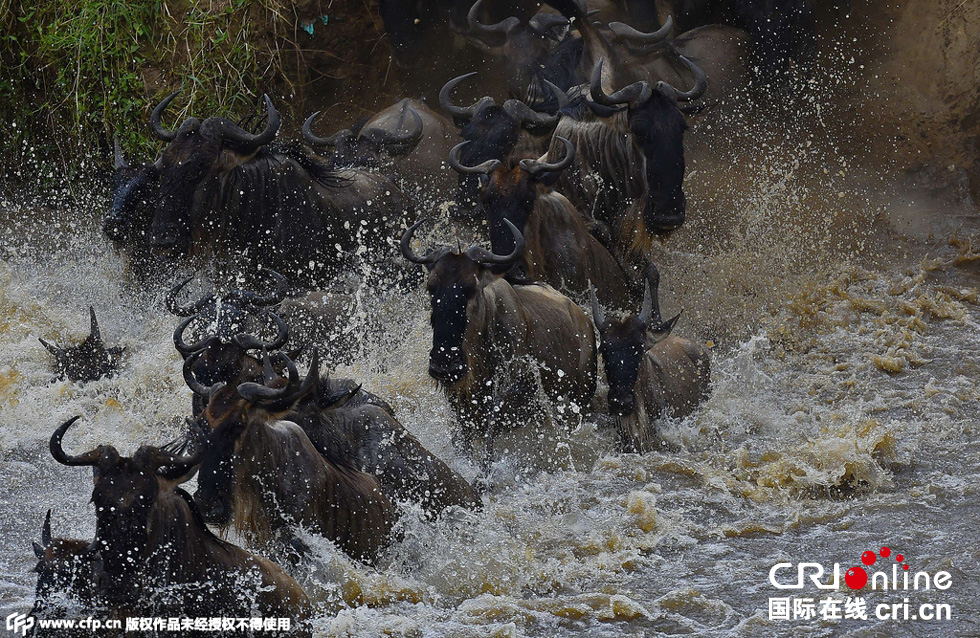 當(dāng)?shù)貢r(shí)間2015年9月4日，肯尼亞馬賽馬拉，角馬大遷徙。