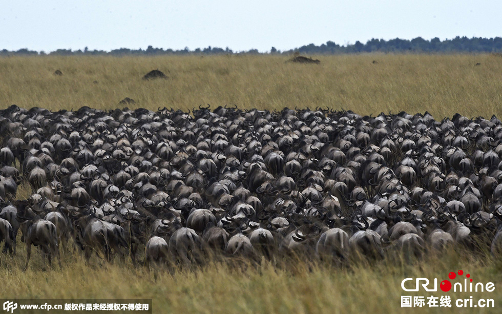 當(dāng)?shù)貢r(shí)間2015年9月4日，肯尼亞馬賽馬拉，角馬大遷徙。