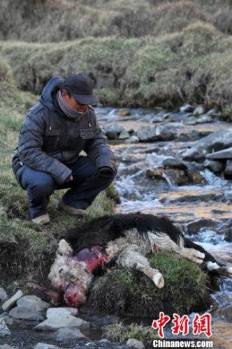 　今年，他家已經(jīng)有3只羊被狼咬死。確·胡熱攝