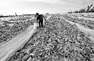 12日，工人在海南省樂東縣佛羅鎮(zhèn)清理被臺風(fēng)刮爛的哈密瓜薄膜架子。 新華社發(fā)