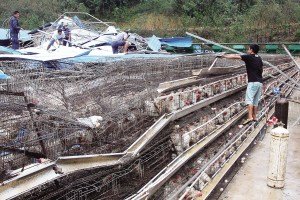 11月13日，位于三亞市吉陽鎮(zhèn)的三亞市菜籃子蛋雞基地，工人們正在搶修雞舍設(shè)施。