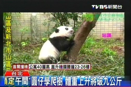 大陸贈臺熊貓幼崽將逾9公斤學爬樹場面逗趣 大陸贈臺熊貓幼崽將逾9公斤學爬樹場面逗趣