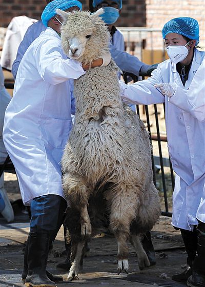 好強壯！我真的不是虛胖，兩三個人別想控制我。