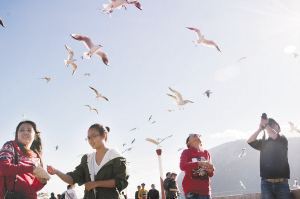 黃海濤一家在海埂大壩喂海鷗 黃海濤一家在海埂大壩喂海鷗