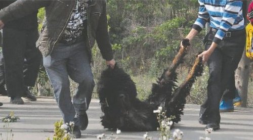 雙流鳳凰村兩只巨型藏獒襲擊村民，民警用手槍將其當(dāng)場擊斃