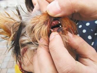 小狗驚慌之下不慎撞斷六顆牙/臺(tái)灣《聯(lián)合報(bào)》圖 小狗驚慌之下不慎撞斷六顆牙/臺(tái)灣《聯(lián)合報(bào)》圖