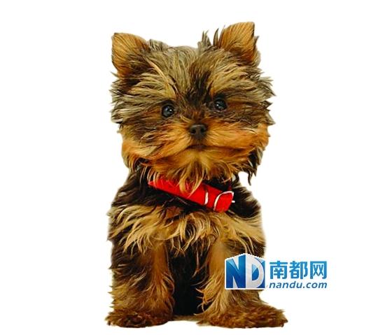 小狗寄養(yǎng)寵物店死亡 主人獲3000元精神賠償 小狗寄養(yǎng)寵物店死亡 主人獲3000元精神賠償