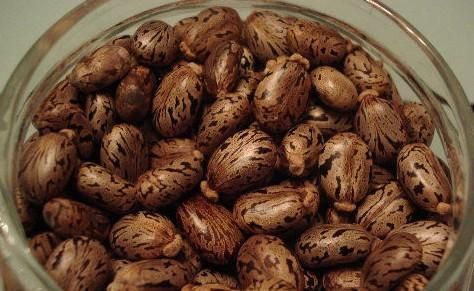 蓖麻子中含蓖麻毒蛋白及蓖麻堿，特別是前者，會引起中毒。網(wǎng)絡截圖