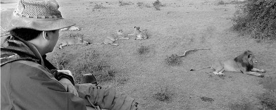 公務(wù)員辭職去非洲保護(hù)動物 遇險(xiǎn)曾被獅子搭救