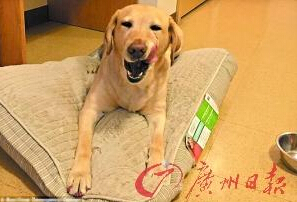 機(jī)智的導(dǎo)盲犬尤蘭達(dá)。