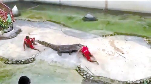 馴獸師靠近鱷魚(yú)慢慢把頭放入張大的嘴中 馴獸師靠近鱷魚(yú)慢慢把頭放入張大的嘴中