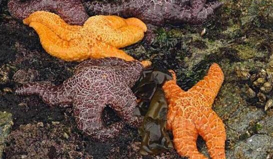 近2年來，估計有百萬只海星自殺（臺灣中時電子報）