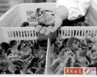 五一過后，雞苗價格逐步漲至2元