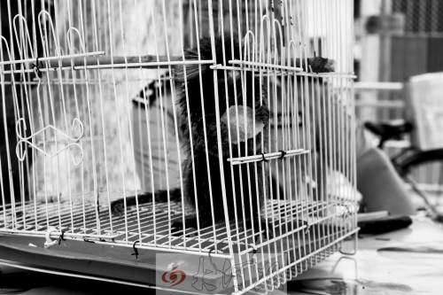 “別看俺個子小，中國很稀少！”