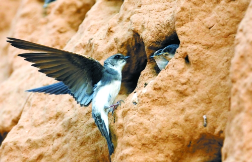 　曾經(jīng)，那些在工地上的巢穴待哺的小沙燕