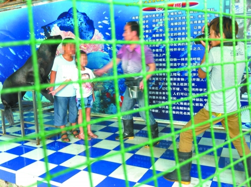 海獅就這樣被飼養(yǎng)員和攝影師擺弄，稍不聽話就會遭到毒打。