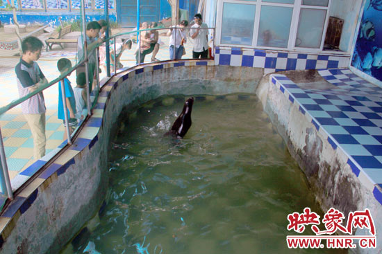 圖為游客在護(hù)欄網(wǎng)外面，觀看海獅的表演。