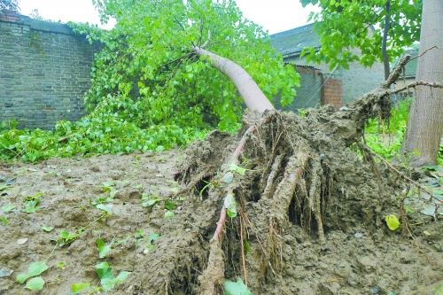 在焦作馬村區(qū)白莊老村，大樹(shù)被狂風(fēng)刮倒。