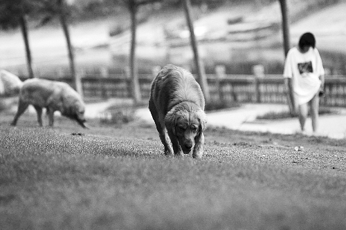 　喜歡養(yǎng)大狗狗的朋友，要抓緊給愛犬在郊外安個家哦！