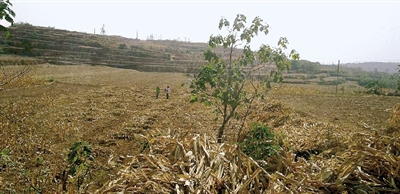 因干旱，農(nóng)田閑置尚未播種小麥