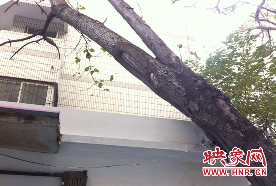 枯樹(shù)幸虧被屋檐上一根排水管絆住 枯樹(shù)幸虧被屋檐上一根排水管絆住