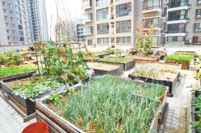  小區(qū)3層商鋪的樓頂是個大平臺，個人圍起來的“小菜園”約有50多個。