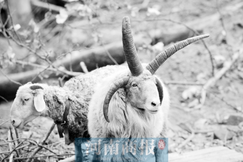 “咩……我的原主人說(shuō)，他養(yǎng)了一輩子羊，也沒(méi)見過(guò)我這種情況”