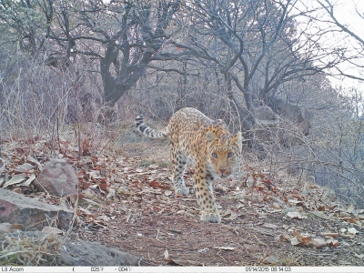 濟源蟒河林場發(fā)現(xiàn)金錢豹 被確認至少存在3只以上 濟源蟒河林場發(fā)現(xiàn)金錢豹 被確認至少存在3只以上