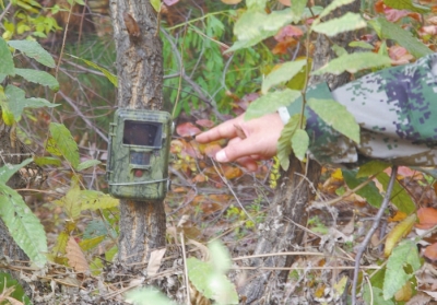 濟源蟒河林場發(fā)現(xiàn)金錢豹 被確認至少存在3只以上 濟源蟒河林場發(fā)現(xiàn)金錢豹 被確認至少存在3只以上