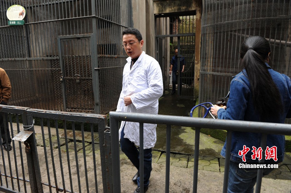 重慶動(dòng)物園兩頭獅子“越獄” 已被麻醉移至籠舍 重慶動(dòng)物園兩頭獅子“越獄” 已被麻醉移至籠舍