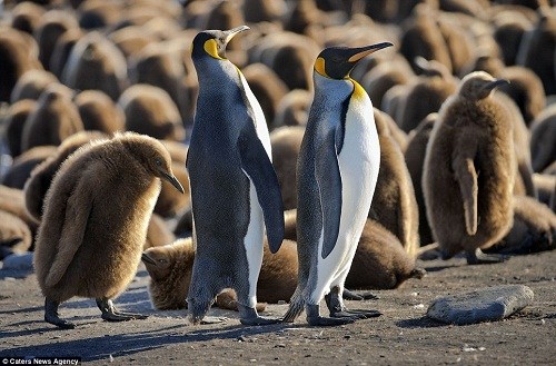 企鵝爸爸媽媽總能憑借叫聲準(zhǔn)確的找到自己的寶寶 企鵝爸爸媽媽總能憑借叫聲準(zhǔn)確的找到自己的寶寶