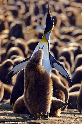 一只小企鵝找到了自己的“家長(zhǎng)” 一只小企鵝找到了自己的“家長(zhǎng)”