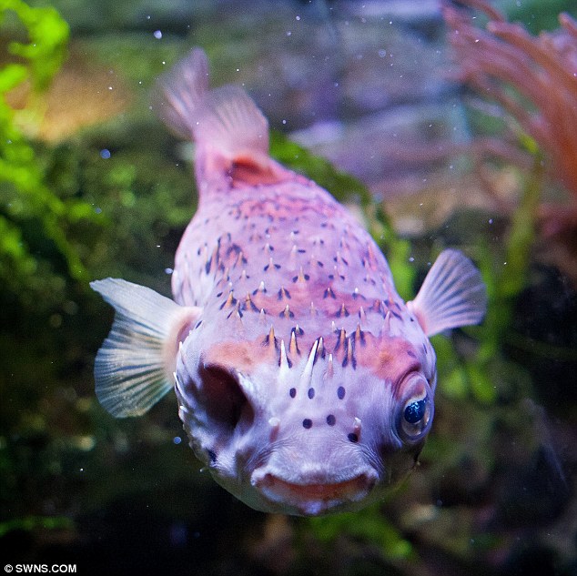 河豚接受眼球摘除術 河豚接受眼球摘除術