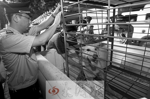 相關(guān)部門(mén)將加強(qiáng)管理，今年12月起烈性犬一律沒(méi)收。 （資料圖）