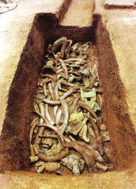 　　1月15日,青關(guān)山發(fā)掘出的大量象牙。攝影張磊　