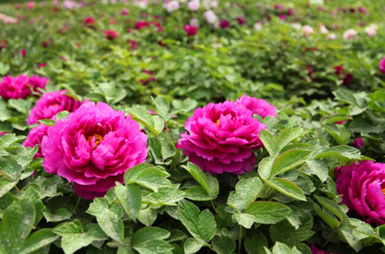 鄭州植物園內(nèi)萬紫千紅 牡丹芍藥花爭(zhēng)奇斗艷 鄭州植物園內(nèi)萬紫千紅 牡丹芍藥花爭(zhēng)奇斗艷