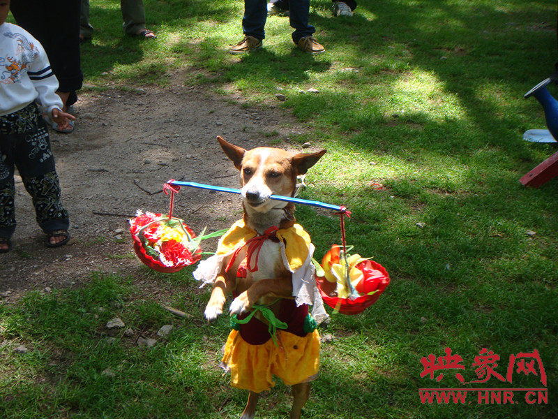 小狗送鮮花 小狗送鮮花