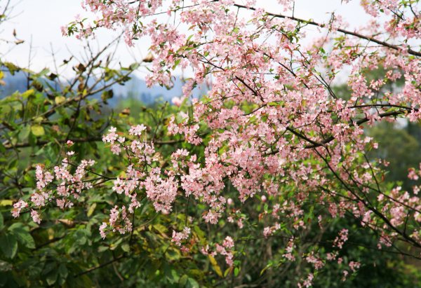春享峨眉，樂游其中，且玩且珍惜
