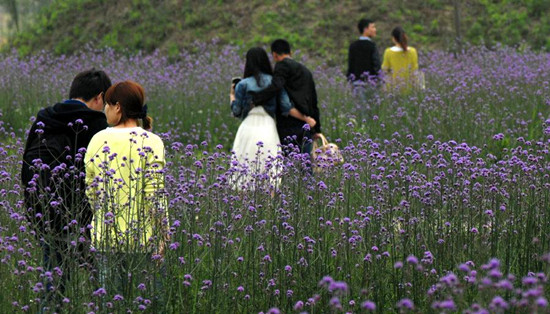 上海崇明島舉行第四屆薰衣草節(jié)(圖) 上海崇明島舉行第四屆薰衣草節(jié)(圖)