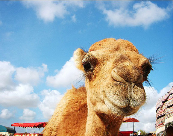 時(shí)光之旅 品味藍(lán)白小鎮(zhèn)的突尼斯 時(shí)光之旅 品味藍(lán)白小鎮(zhèn)的突尼斯