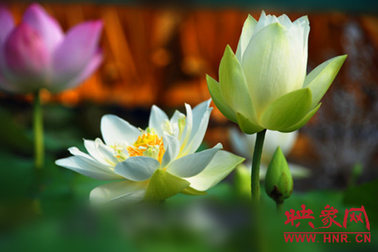 7月5日,第七屆淮陽荷花節(jié)將于7月8日正式拉開序幕。