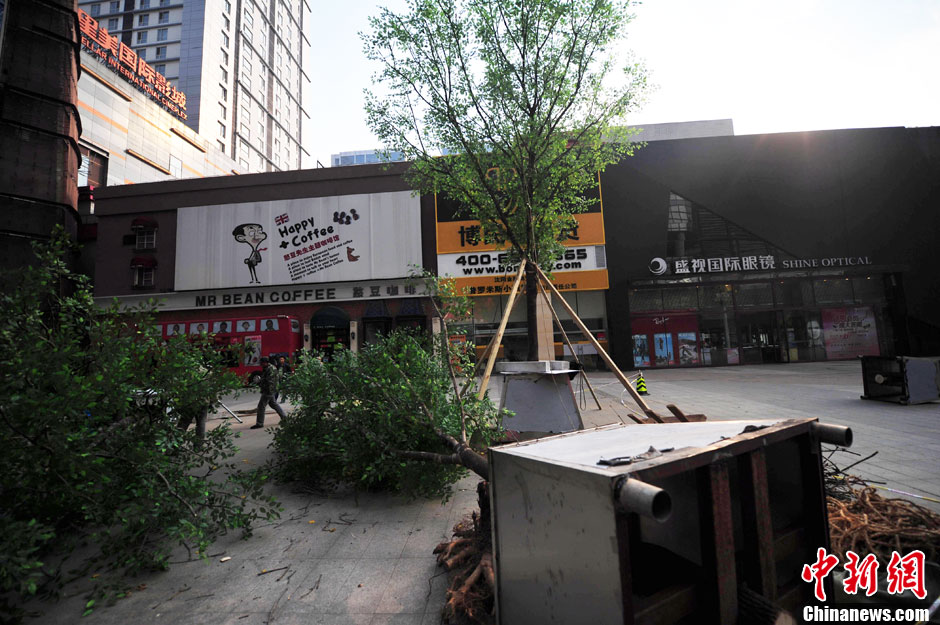 我和我的小伙伴們都驚呆了！沈陽真樹"種"上假樹葉