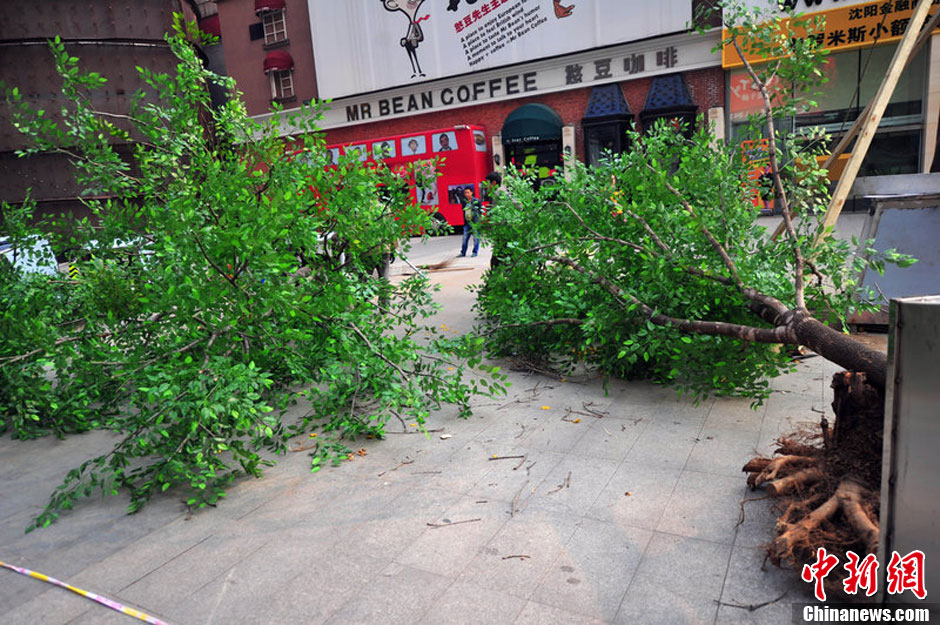 我和我的小伙伴們都驚呆了！沈陽真樹"種"上假樹葉