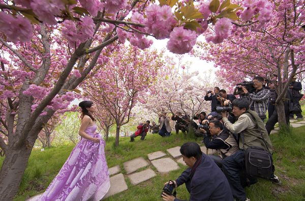 濟(jì)源小浪底“櫻花節(jié)”入圍美麗中國·品牌節(jié)慶榜